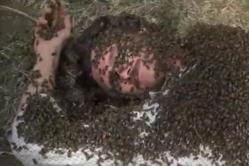 Death via bees in The Swarm