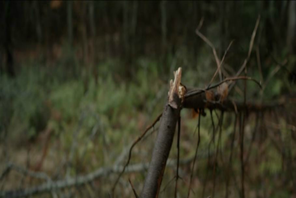 3. Backcountry, snapped branch