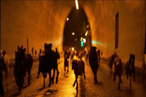 5. White God, dogs in tunnel