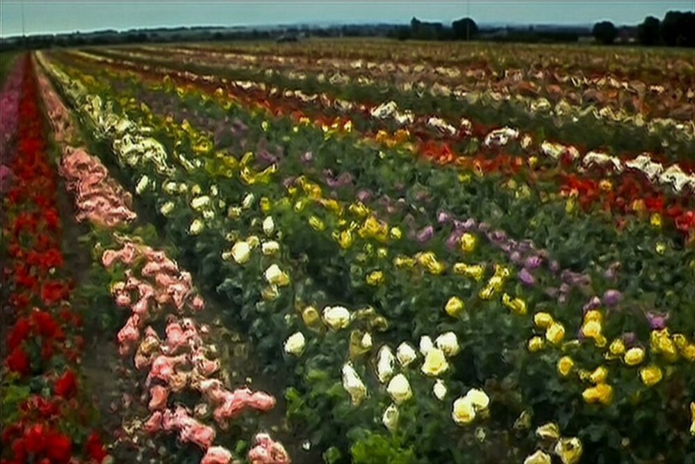 a colorful field of flowers